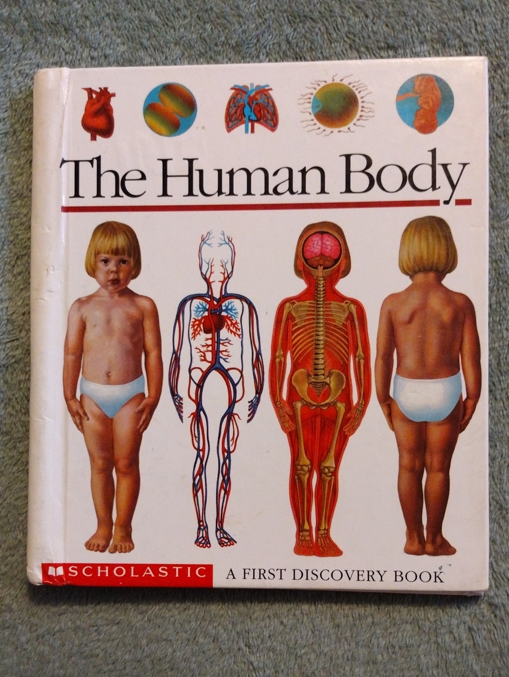 3/$15 - The Human Body